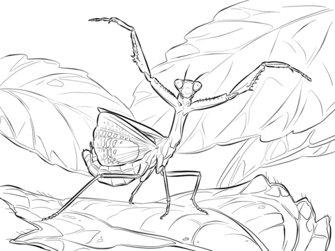 Iris Praying Mantis Coloring Page